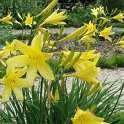Hemerocallis lilio-asphodelus